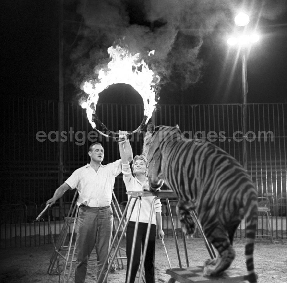 Aerial photograph at night Berlin - Actress Christine Laszar and Rudolf Born at the rehearsal for the tiger dressage for the celebrity night at Circus Olympia in Berlin Eastberlin on the territory of the former GDR, German Democratic Republic
