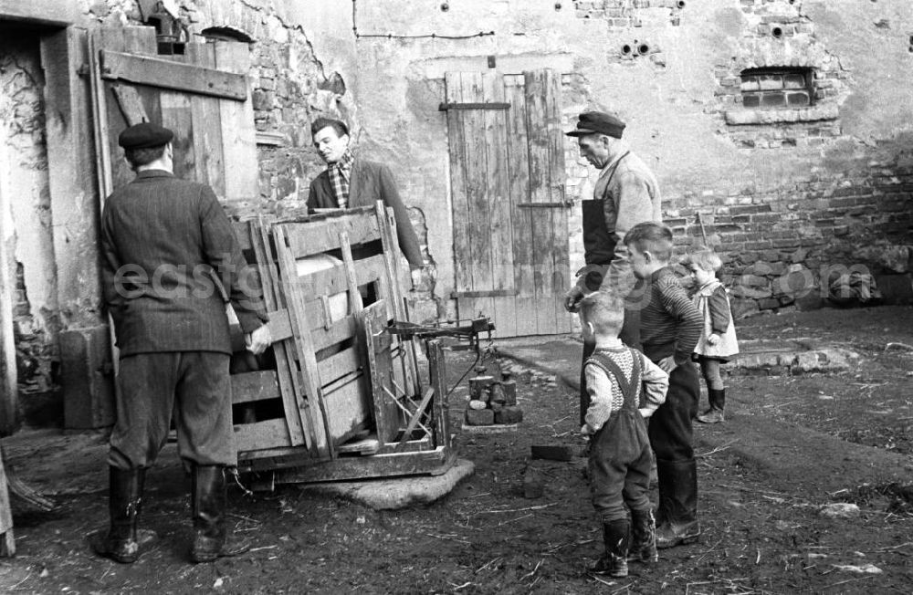 GDR image archive: Leipzig - Zwei Männer hieven eine Kiste mit einem Schwein auf eine Brückenwaage, neugierig schauen die Kinder des Hofes dabei zu.