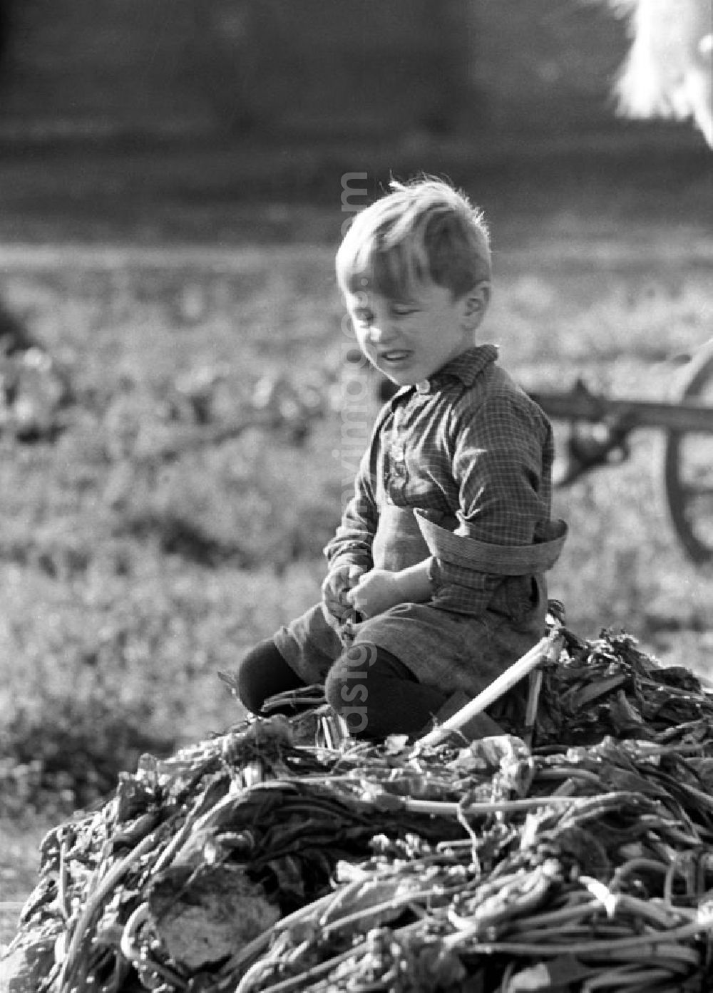 GDR picture archive: Leipzig - Ein kleiner Junge sitzt auf einem Haufen aus Rübenblättern. Während die Mütter bei der Rübenernte auf dem Land mithelfen müssen, spielen die Kinder unter sich.