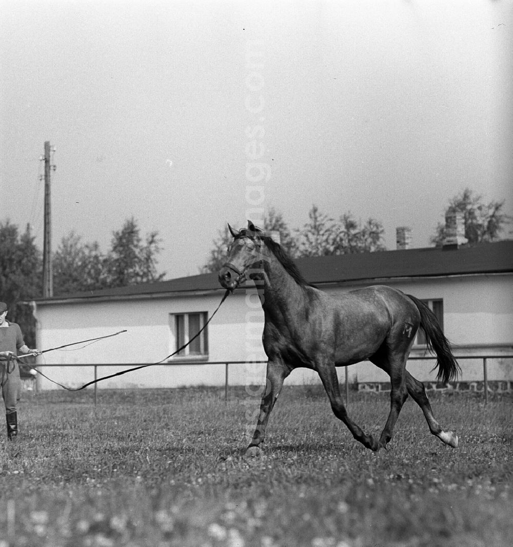 GDR picture archive: Trinwillershagen - Horse to longe on the grounds of the German Agricultural Production Cooperative LPG Rotes Banner in Trinwillershagen in Mecklenburg-Western Pomerania