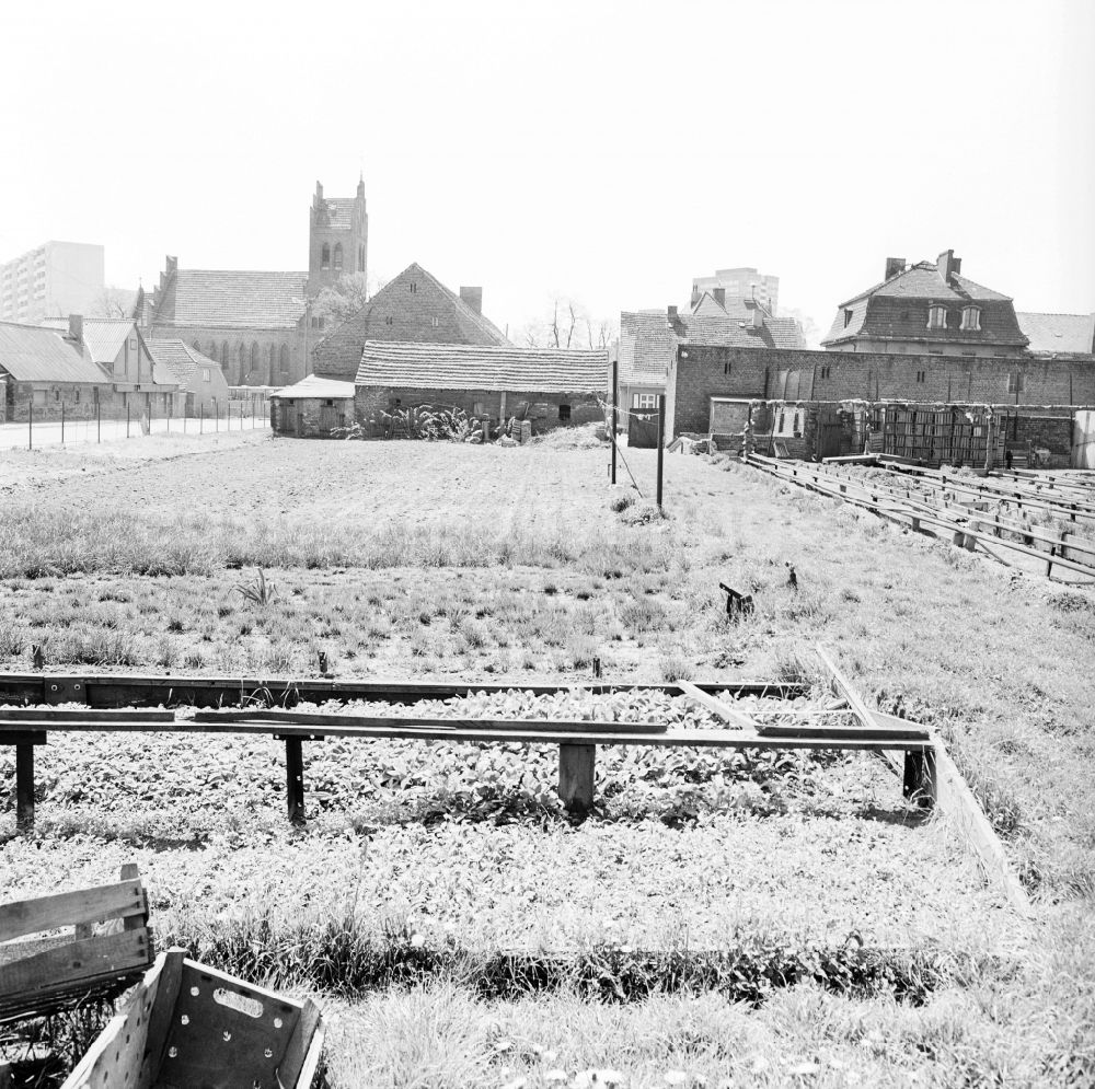 GDR picture archive: Berlin - Old Marzahn with market garden and the village church in Berlin, the former capital of the GDR, German Democratic Republic