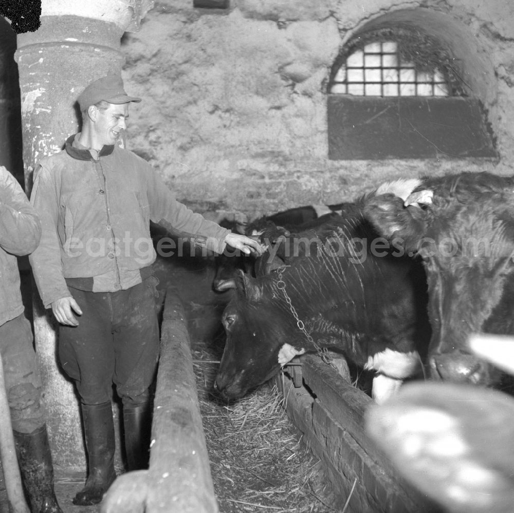 GDR picture archive: Fienstedt - Milk production work on a farm on street Dorfstrasse in Fienstedt in the state Saxony-Anhalt on the territory of the former GDR, German Democratic Republic