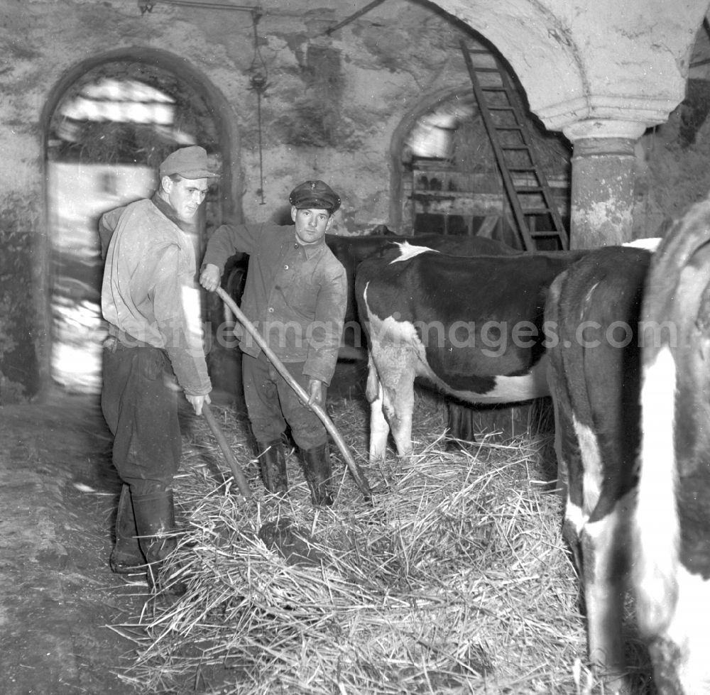 Fienstedt: Milk production work on a farm on street Dorfstrasse in Fienstedt in the state Saxony-Anhalt on the territory of the former GDR, German Democratic Republic