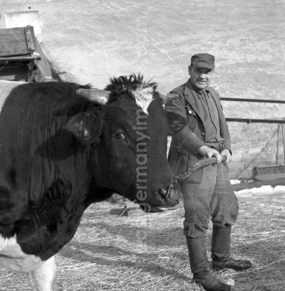 GDR image archive: Fienstedt - Milk production work on a farm on street Dorfstrasse in Fienstedt in the state Saxony-Anhalt on the territory of the former GDR, German Democratic Republic