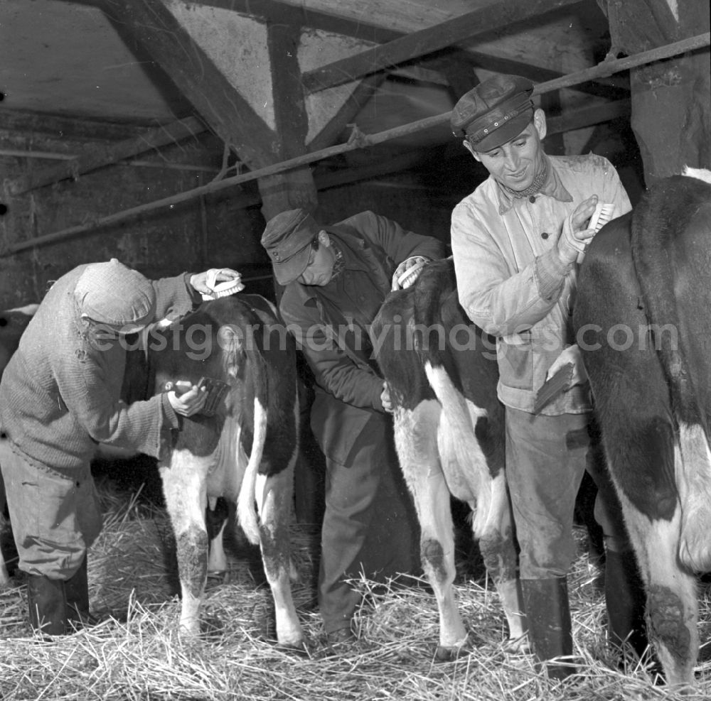 Fienstedt: Milk production work on a farm on street Dorfstrasse in Fienstedt in the state Saxony-Anhalt on the territory of the former GDR, German Democratic Republic