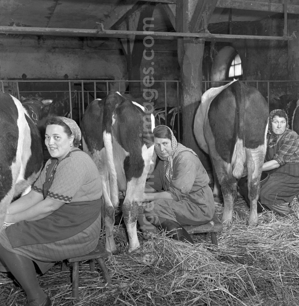 GDR photo archive: Fienstedt - Milk production work on a farm on street Dorfstrasse in Fienstedt in the state Saxony-Anhalt on the territory of the former GDR, German Democratic Republic