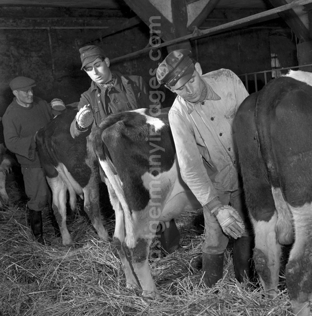 GDR picture archive: Fienstedt - Milk production work on a farm on street Dorfstrasse in Fienstedt in the state Saxony-Anhalt on the territory of the former GDR, German Democratic Republic