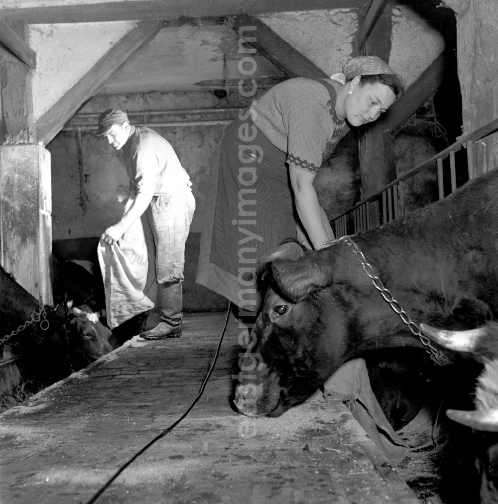 GDR image archive: Fienstedt - Milk production work on a farm on street Dorfstrasse in Fienstedt in the state Saxony-Anhalt on the territory of the former GDR, German Democratic Republic