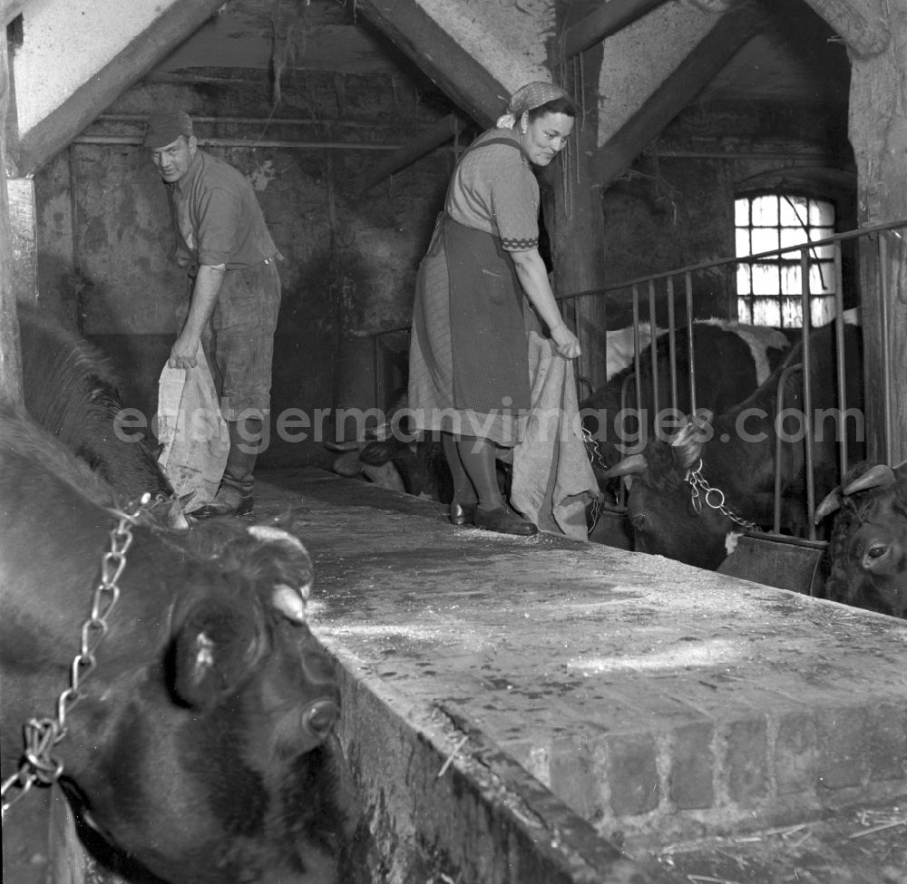 GDR photo archive: Fienstedt - Milk production work on a farm on street Dorfstrasse in Fienstedt in the state Saxony-Anhalt on the territory of the former GDR, German Democratic Republic