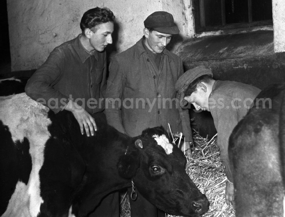 GDR picture archive: Reichstädt - Milk production work on a farm in Reichstaedt in the state Thuringia on the territory of the former GDR, German Democratic Republic