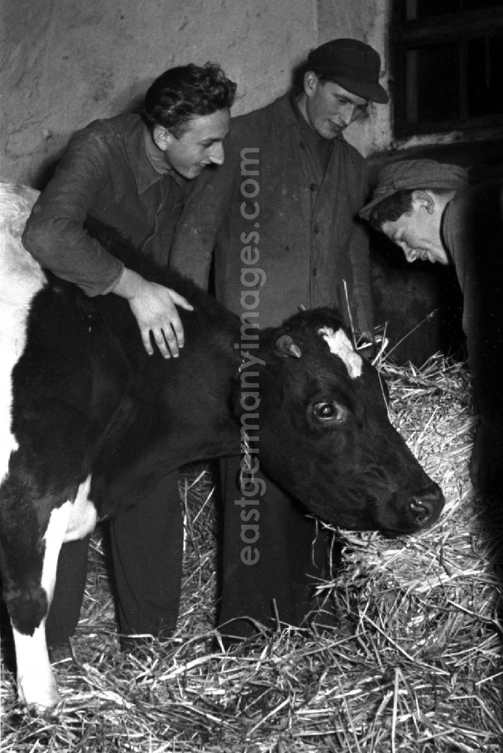Reichstädt: Milk production work on a farm in Reichstaedt in the state Thuringia on the territory of the former GDR, German Democratic Republic