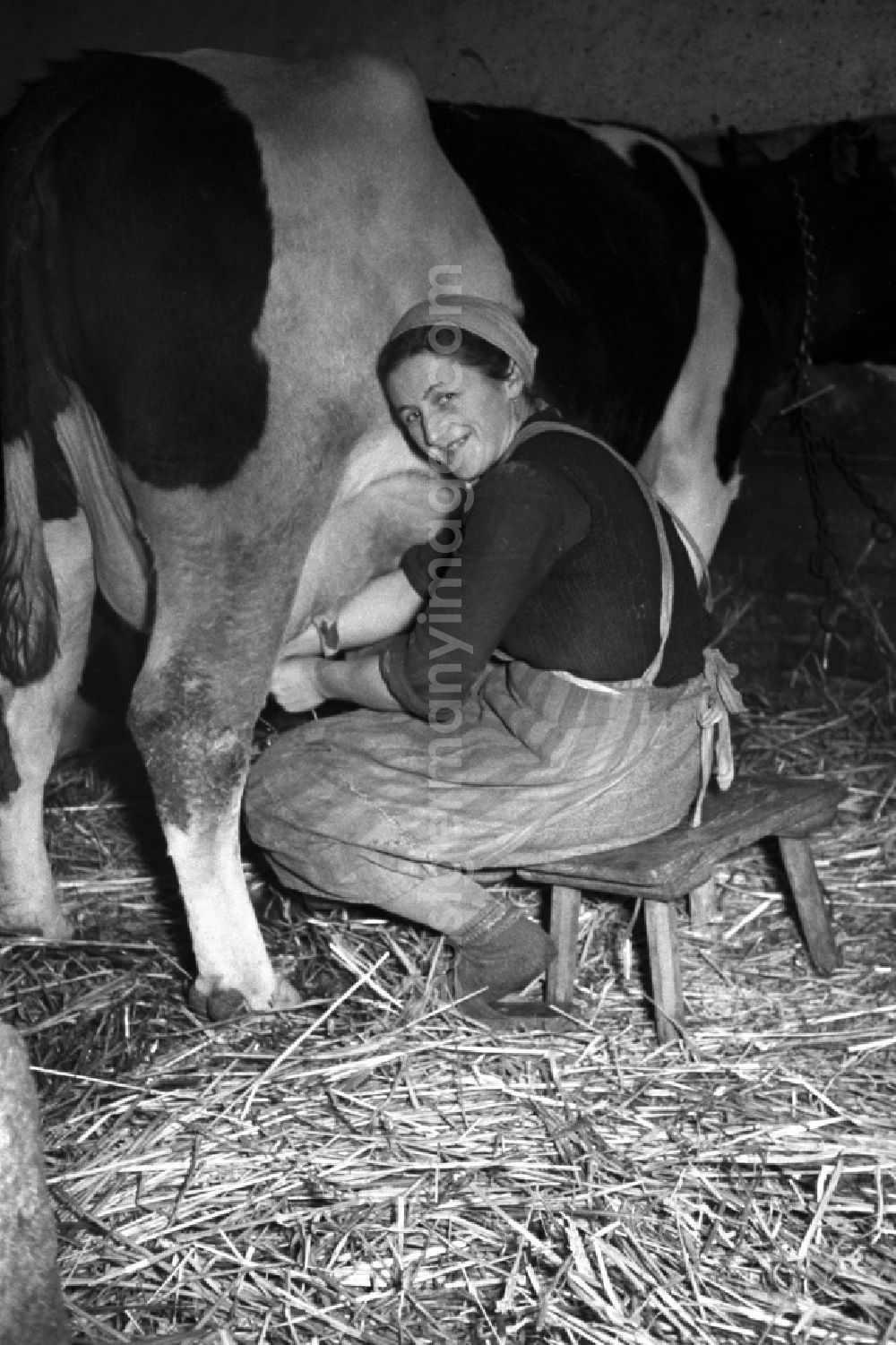 GDR photo archive: Reichstädt - Milk production work on a farm in Reichstaedt in the state Thuringia on the territory of the former GDR, German Democratic Republic