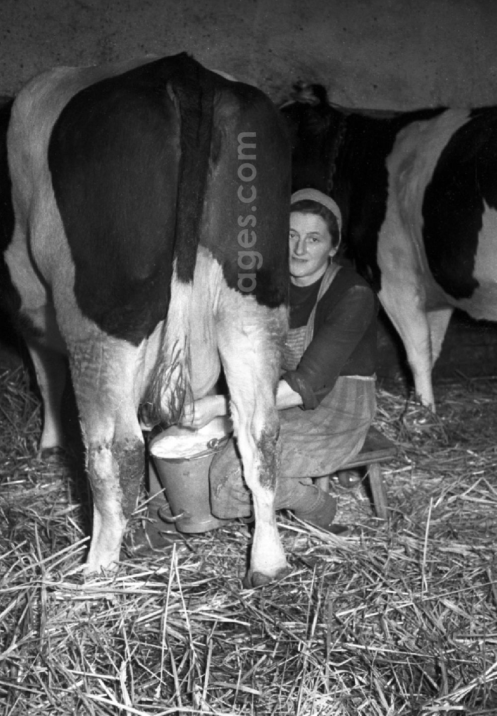 GDR image archive: Reichstädt - Milk production work on a farm in Reichstaedt in the state Thuringia on the territory of the former GDR, German Democratic Republic