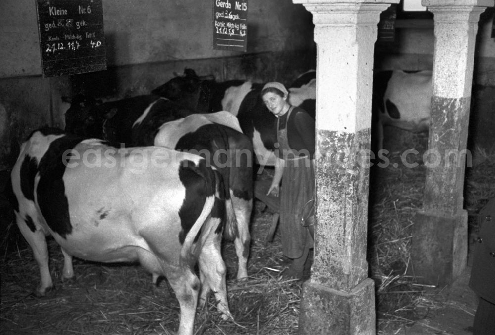 GDR photo archive: Reichstädt - Milk production work on a farm in Reichstaedt in the state Thuringia on the territory of the former GDR, German Democratic Republic