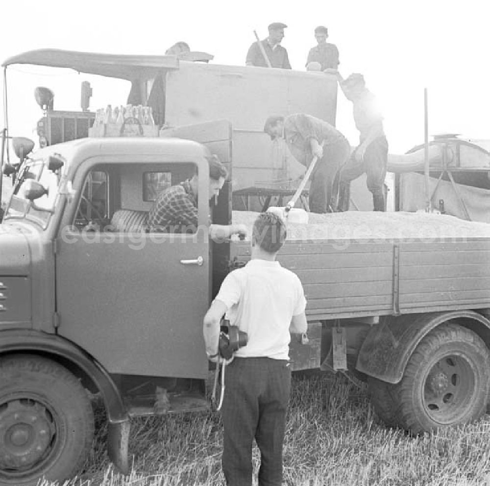 GDR photo archive: Kreis Seelow - Arbeiter der LPG Karl Marx bei der Ernte auf landwirtschfatlichen Fahrzeugen.
