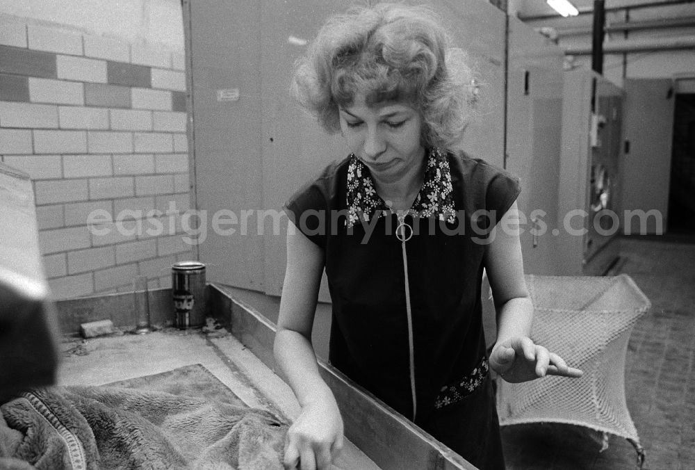 GDR picture archive: Berlin - A worker in the VEB united laundrys Berlin Rewatex with clean of a coat in Berlin, the former capital of the GDR, German democratic republic