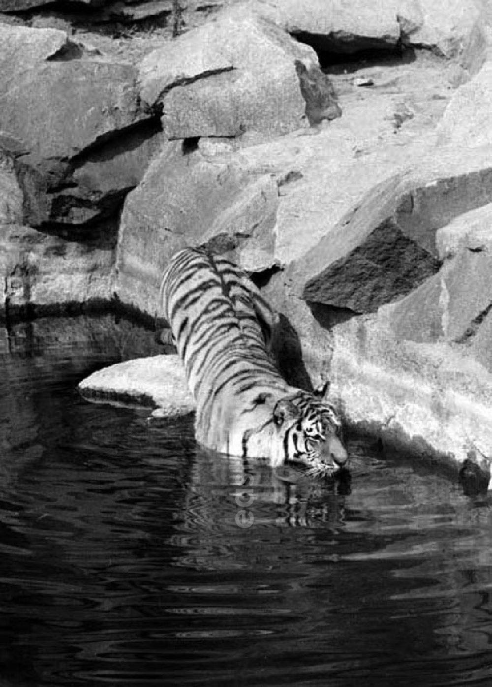 GDR photo archive: Berlin - August 1973 Tiger im Tierpark.