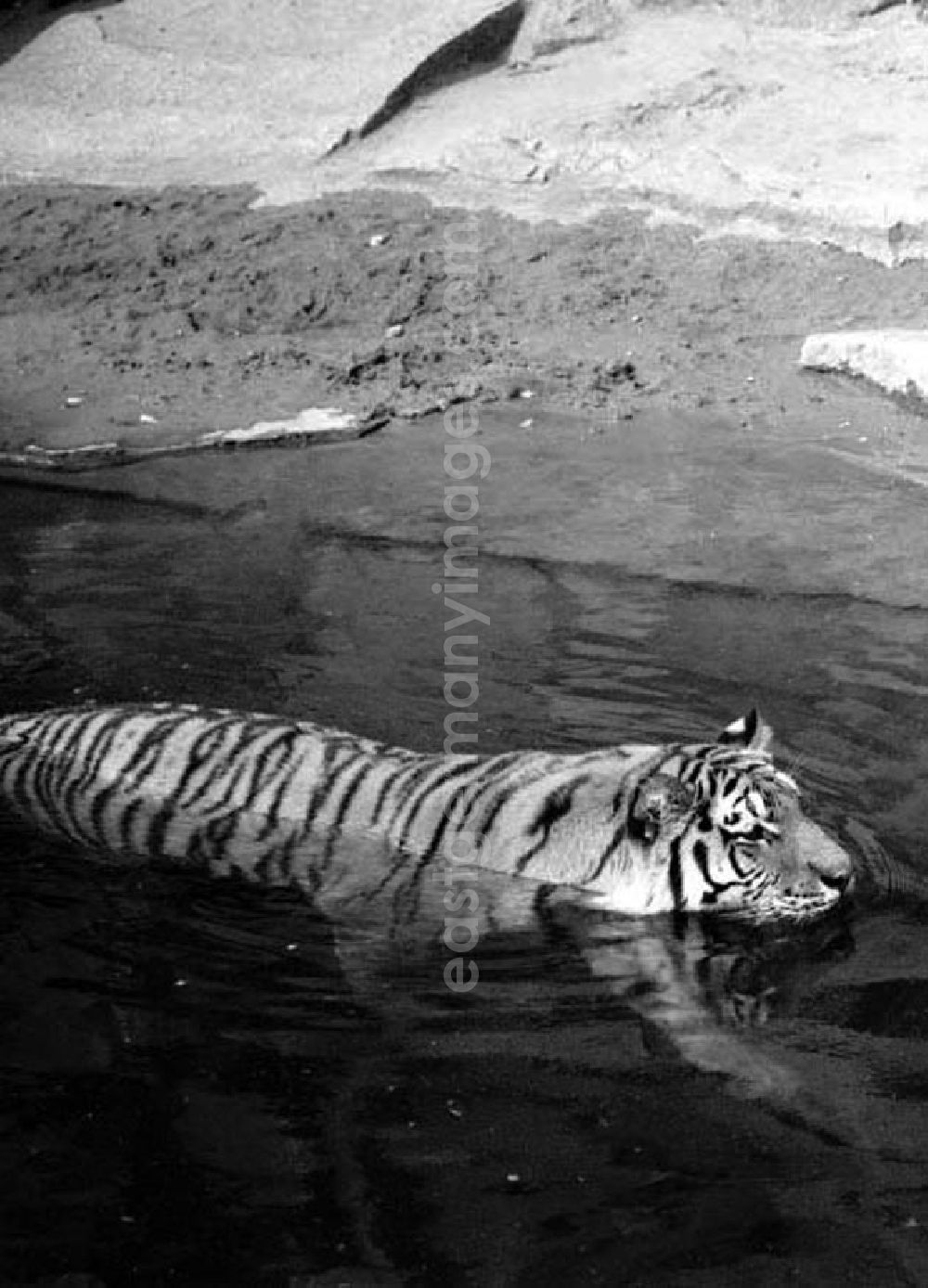 GDR picture archive: Berlin - August 1973 Tiger im Tierpark.