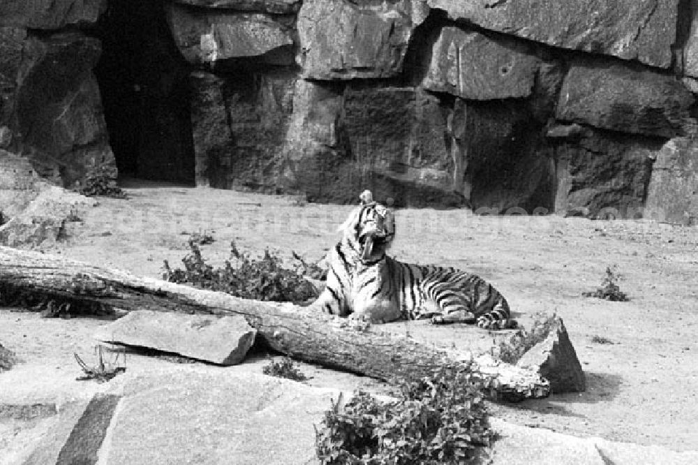GDR image archive: Berlin - August 1973 Tiger im Tierpark.