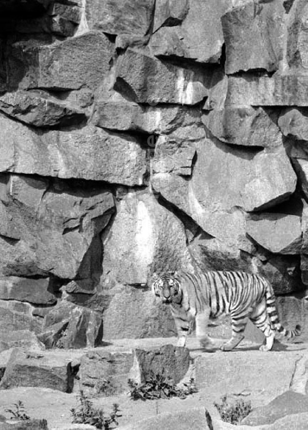 GDR image archive: Berlin - August 1973 Tiger im Tierpark.