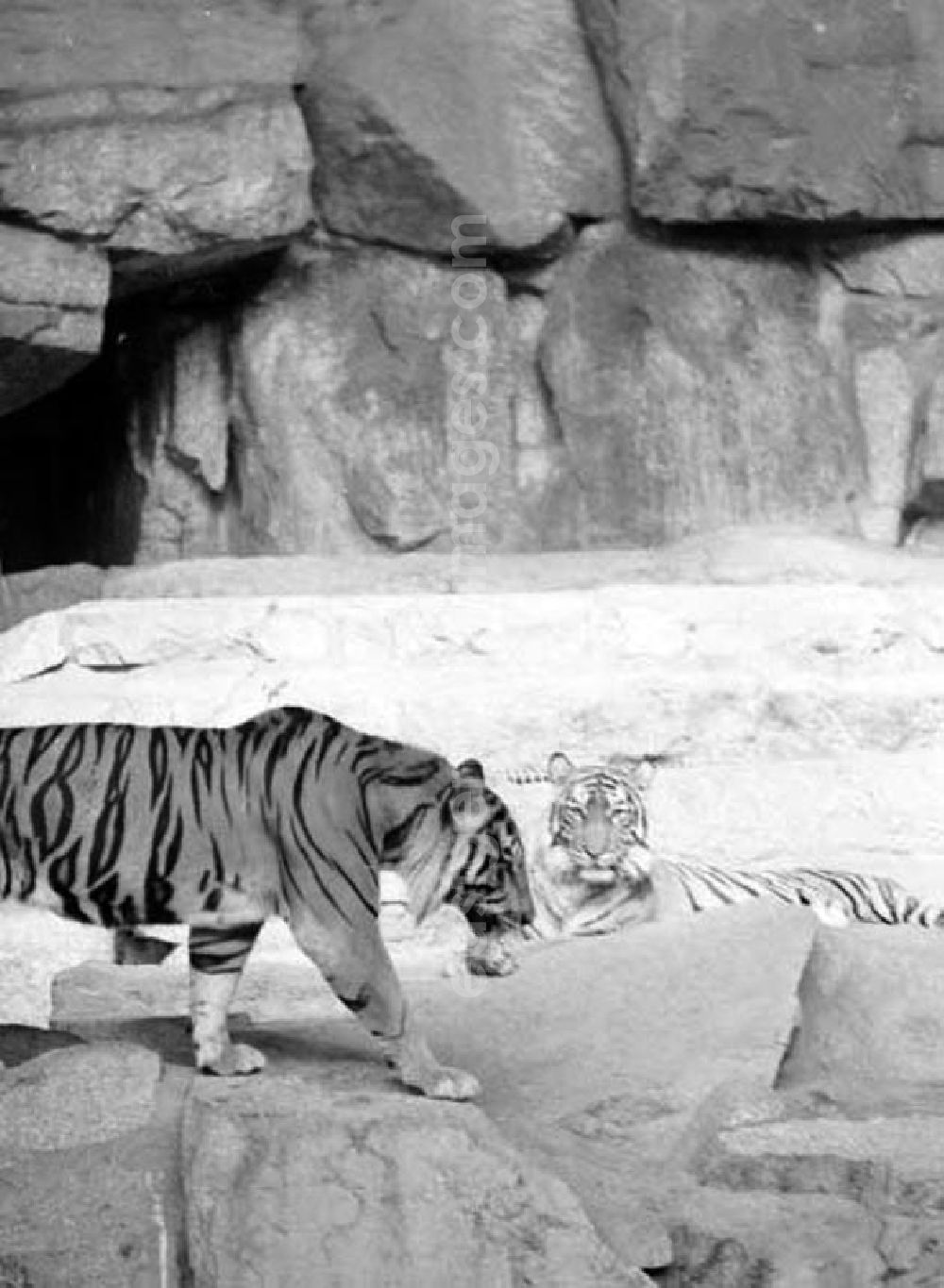GDR photo archive: Berlin - August 1973 Tiger im Tierpark.