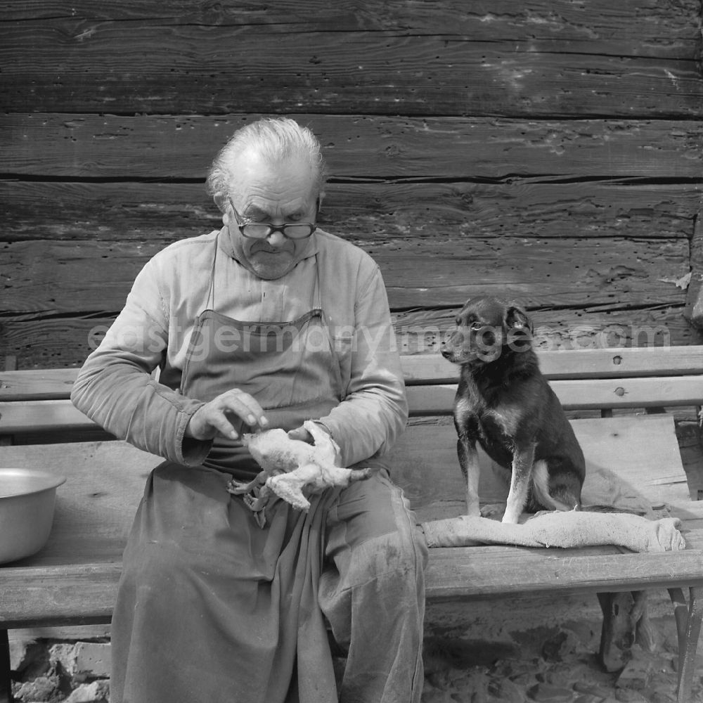 GDR picture archive: Weißkeißel - Agricultural work in a farm and agricultural business with a farmer plucking poultry on a bench with a sitting dog in Weisskeissel, Saxony in the area of ??the former GDR, German Democratic Republic