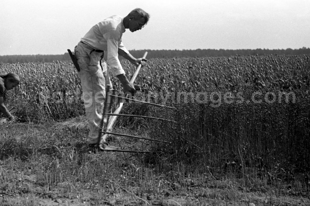 GDR picture archive: Trossin - A farmer with a scythe with the grain harvest on a field in Trossin in the federal state Saxony in Germany