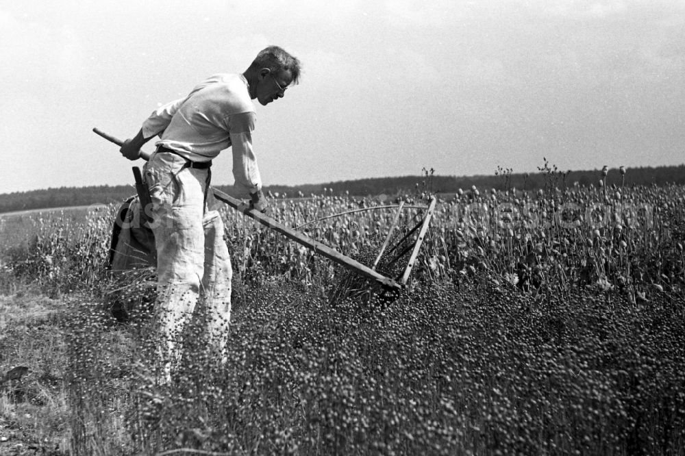 Trossin: A farmer with a scythe with the grain harvest on a field in Trossin in the federal state Saxony in Germany