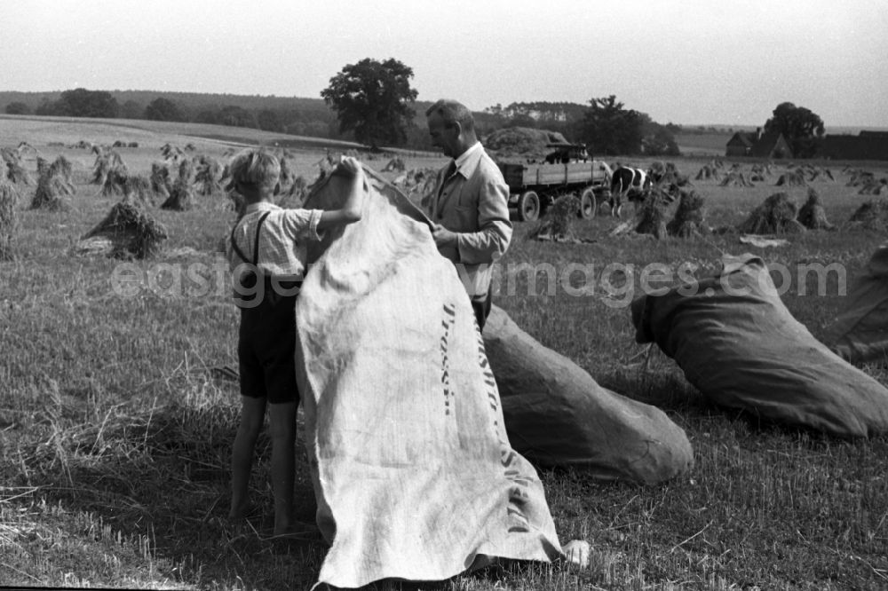 GDR image archive: Trossin - Farmers pack on a field straw and grain into bags in Trossin in Germany