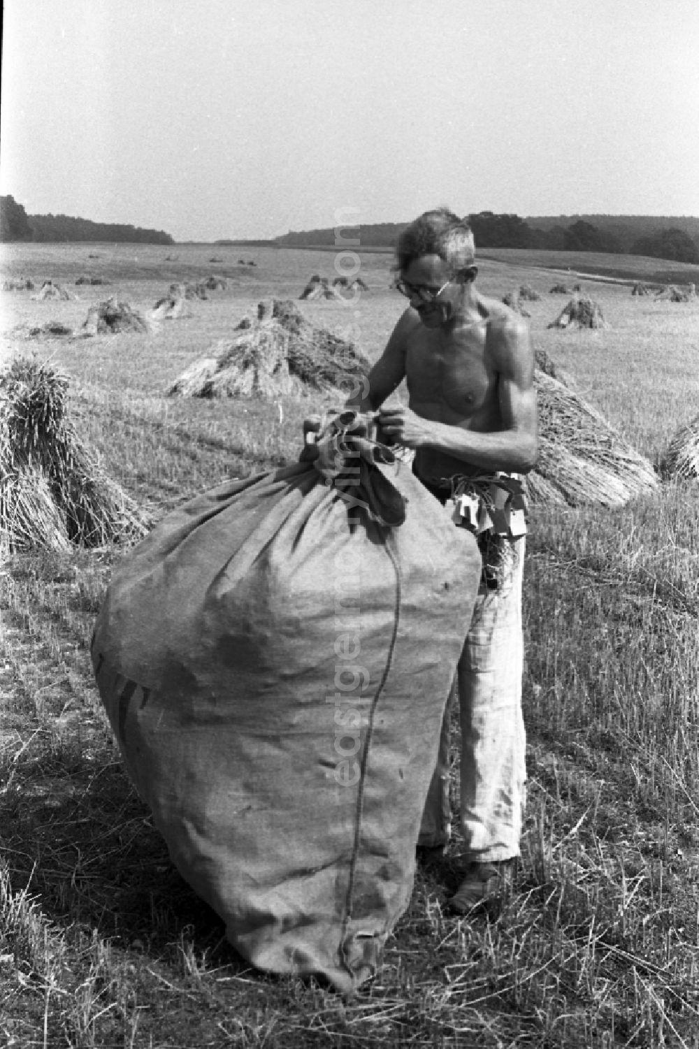GDR photo archive: Trossin - Farmers pack on a field straw and grain into bags in Trossin in Germany