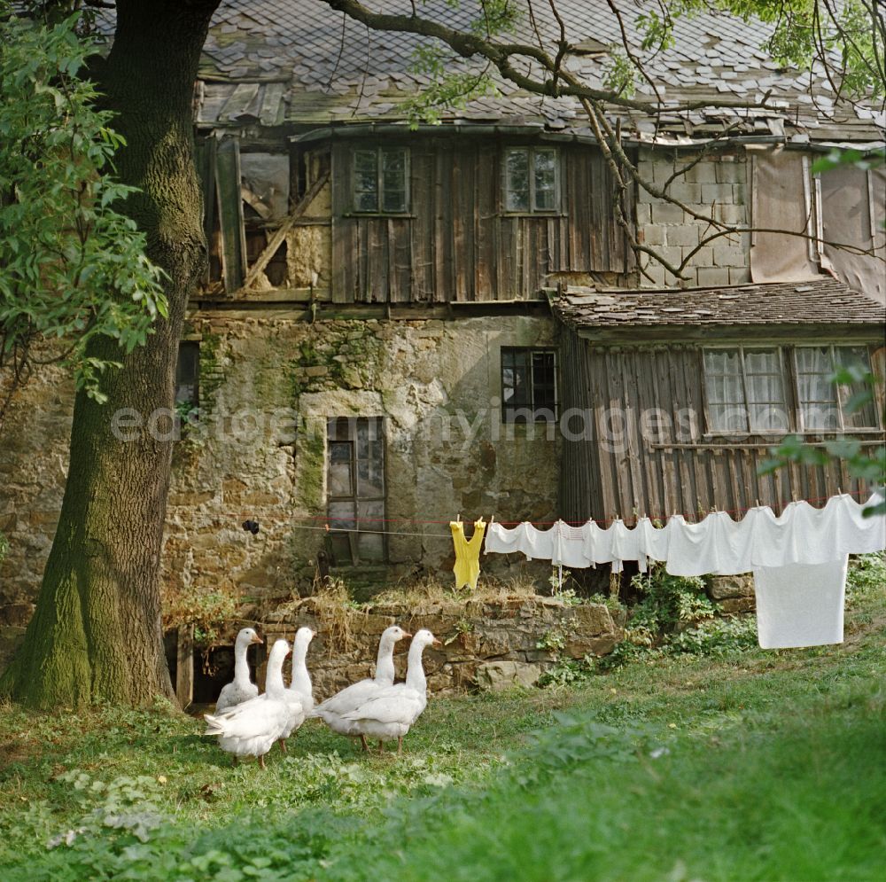 GDR image archive: Räckelwitz - Court side of a very old house. Laundry dries on a leash, geese are standing in front of it