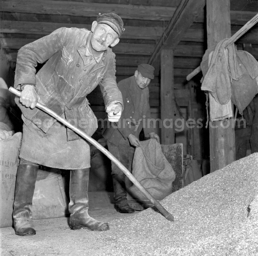 GDR image archive: Fienstedt - Agricultural work on a farm and farm with farmers working on livestock farming in the LPG agricultural production cooperative in Fienstedt, Saxony-Anhalt on the territory of the former GDR, German Democratic Republic
