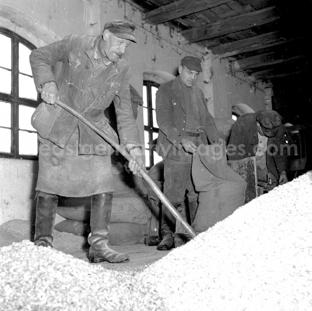 GDR picture archive: Fienstedt - Agricultural work on a farm and farm with farmers working on livestock farming in the LPG agricultural production cooperative in Fienstedt, Saxony-Anhalt on the territory of the former GDR, German Democratic Republic