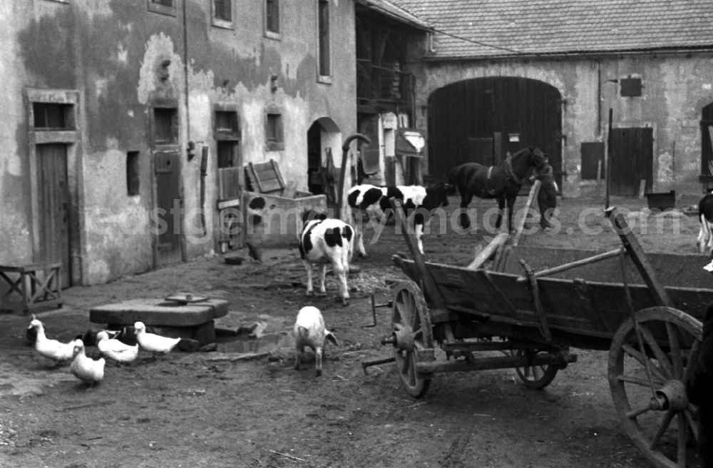 GDR picture archive: Reichstädt - Agricultural work in a farm and farm in Reichstaedt, Thuringia on the territory of the former GDR, German Democratic Republic