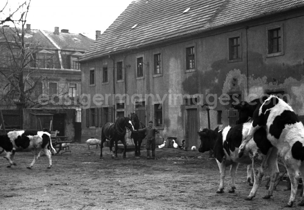 Reichstädt: Agricultural work in a farm and farm in Reichstaedt, Thuringia on the territory of the former GDR, German Democratic Republic