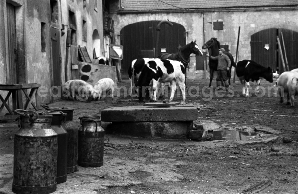 GDR photo archive: Reichstädt - Agricultural work in a farm and farm in Reichstaedt, Thuringia on the territory of the former GDR, German Democratic Republic