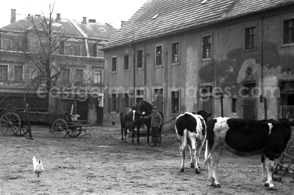 GDR photo archive: Reichstädt - Agricultural work in a farm and farm in Reichstaedt in the state Thuringia on the territory of the former GDR, German Democratic Republic