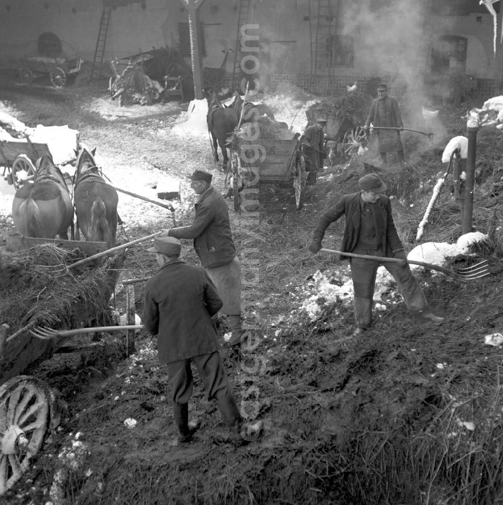 GDR photo archive: Fienstedt - Agricultural work on a farm and farm with loading of thick manure and horse manure in Fienstedt, Saxony-Anhalt on the territory of the former GDR, German Democratic Republic