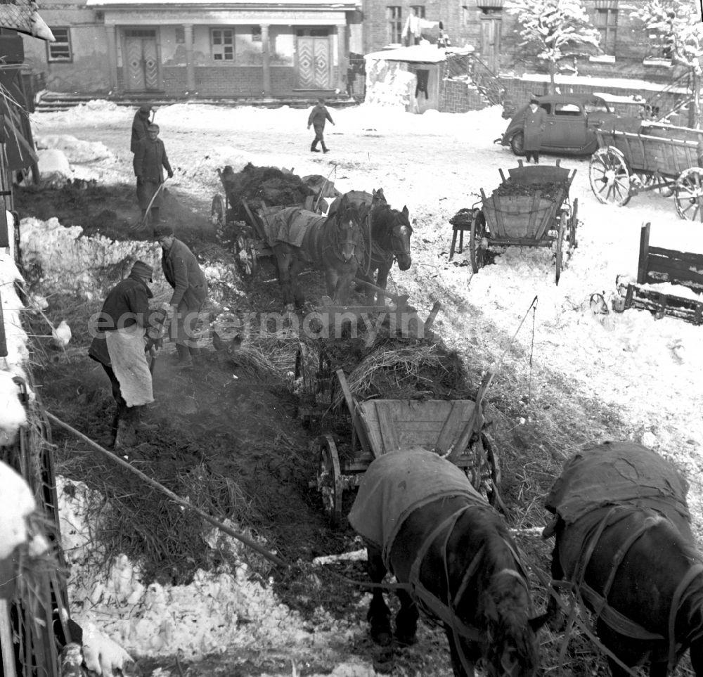 GDR picture archive: Fienstedt - Agricultural work on a farm and farm with loading of thick manure and horse manure in Fienstedt, Saxony-Anhalt on the territory of the former GDR, German Democratic Republic