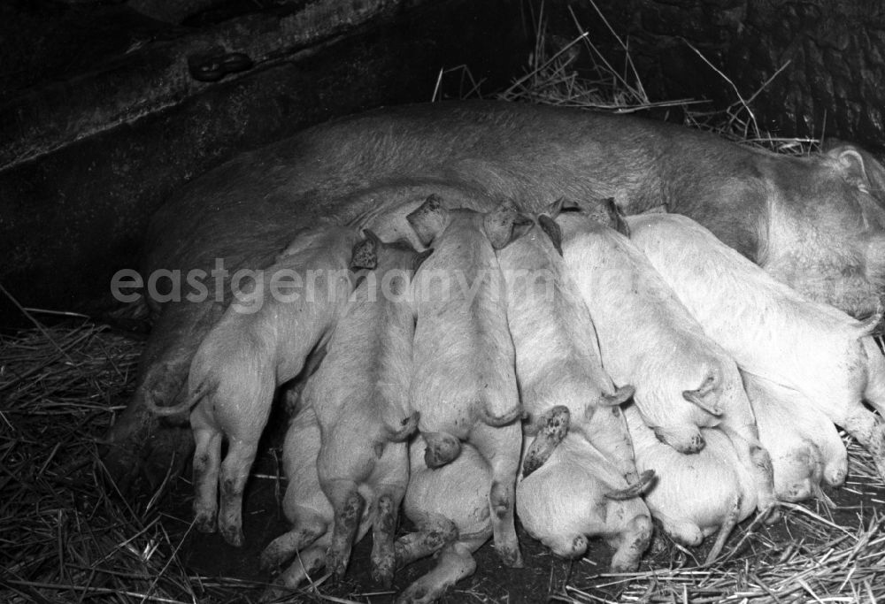 GDR image archive: Fienstedt - Agricultural work in a farm and farm for pig farming on street Dorfstrasse in Fienstedt in the state Saxony-Anhalt on the territory of the former GDR, German Democratic Republic