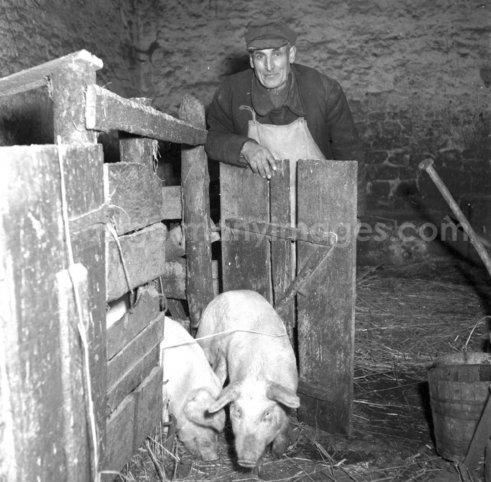 GDR photo archive: Fienstedt - Agricultural work in a farm and farm for pig farming on street Dorfstrasse in Fienstedt in the state Saxony-Anhalt on the territory of the former GDR, German Democratic Republic