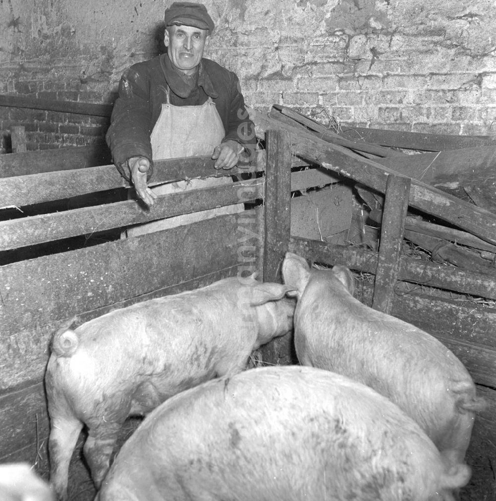 GDR picture archive: Fienstedt - Agricultural work in a farm and farm for pig farming on street Dorfstrasse in Fienstedt in the state Saxony-Anhalt on the territory of the former GDR, German Democratic Republic