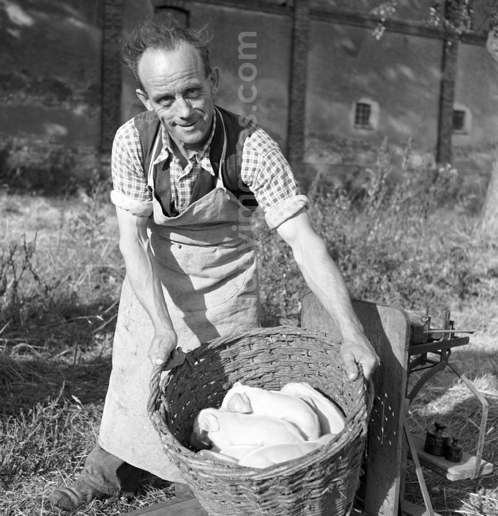 Groß Schwaß: Agricultural work in a farm and farm for pig farming in Gross Schwass, Mecklenburg-Western Pomerania on the territory of the former GDR, German Democratic Republic