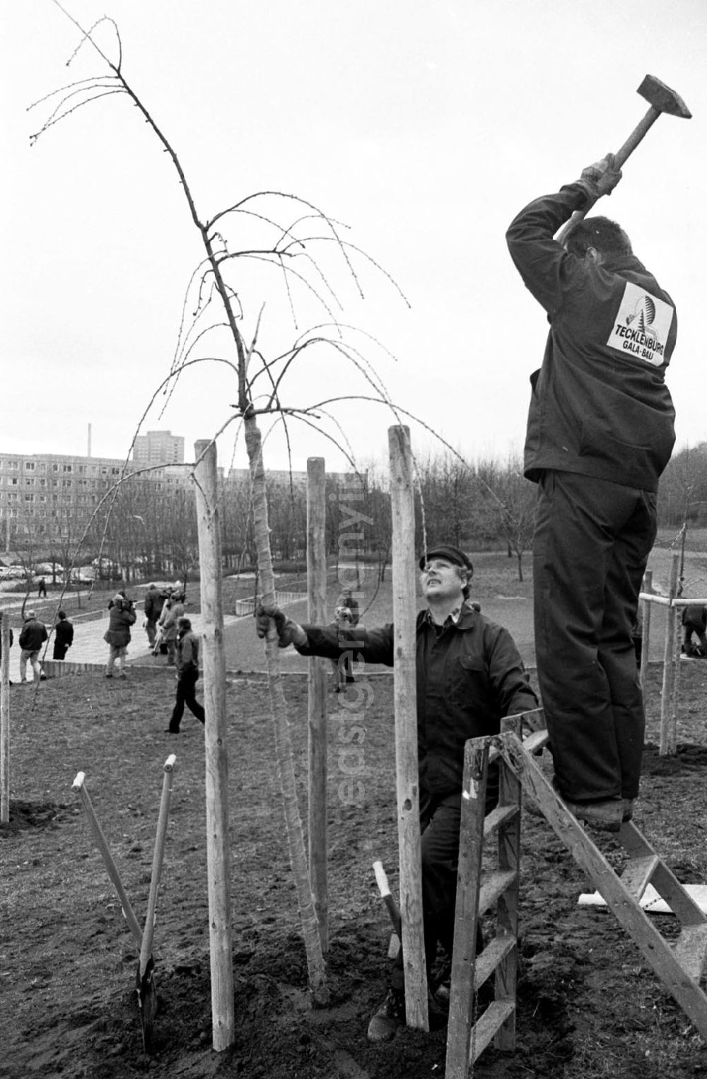 GDR image archive: unbekannt - Baum pflanzen 2