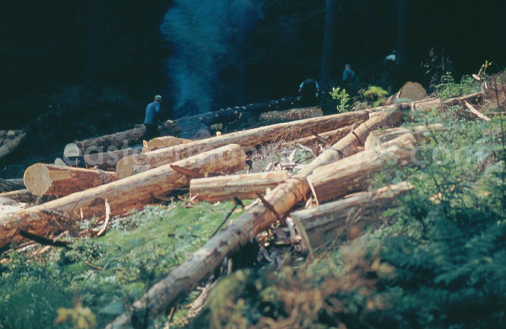 GDR image archive: Suhl - Tree felling work to obtain logs as raw material for wood processing in a forest and forestry area in Suhl Thueringer Wald, Thuringia on the territory of the former GDR, German Democratic Republic