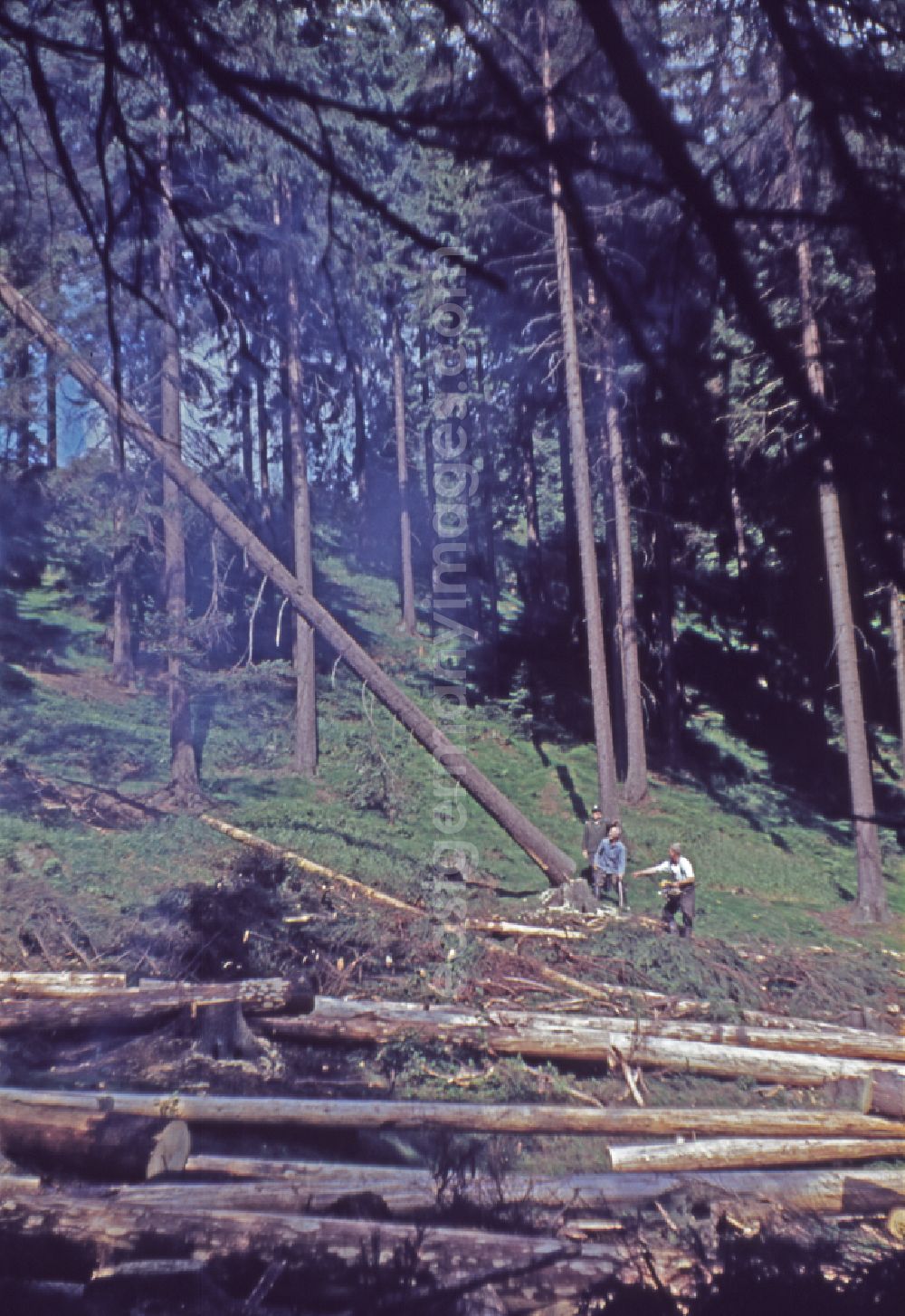GDR photo archive: Suhl - Tree felling work to obtain logs as raw material for wood processing in a forest and forestry area in Suhl Thueringer Wald, Thuringia on the territory of the former GDR, German Democratic Republic