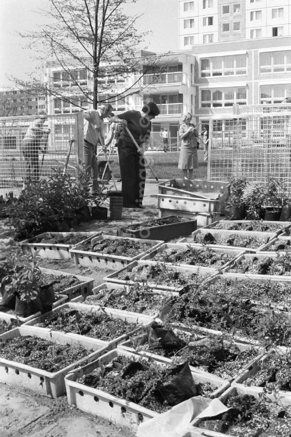 GDR photo archive: Berlin - The inhabitants of the recently built development area Marzahn replant the green spaces at the new kindergarten. Under the slogan Mach mit! GDR citizens were persuaded to do something voluntarily and without pay for the improvement of housing conditions
