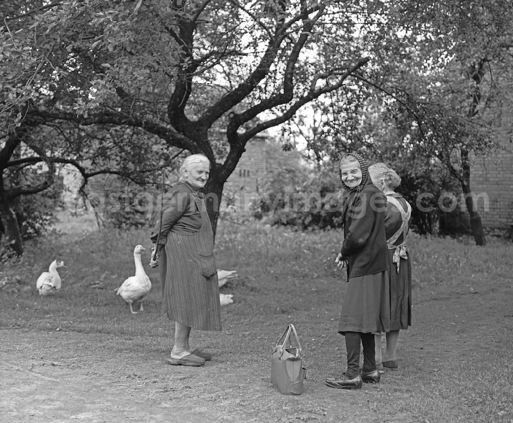GDR image archive: Boxberg/Oberlausitz - Meeting, discussion and exchange of opinions by Sorbian women in everyday costume in a garden with geese running around in Boxberg/Oberlausitz - Lausitz, Saxony in the territory of the former GDR, German Democratic Republic