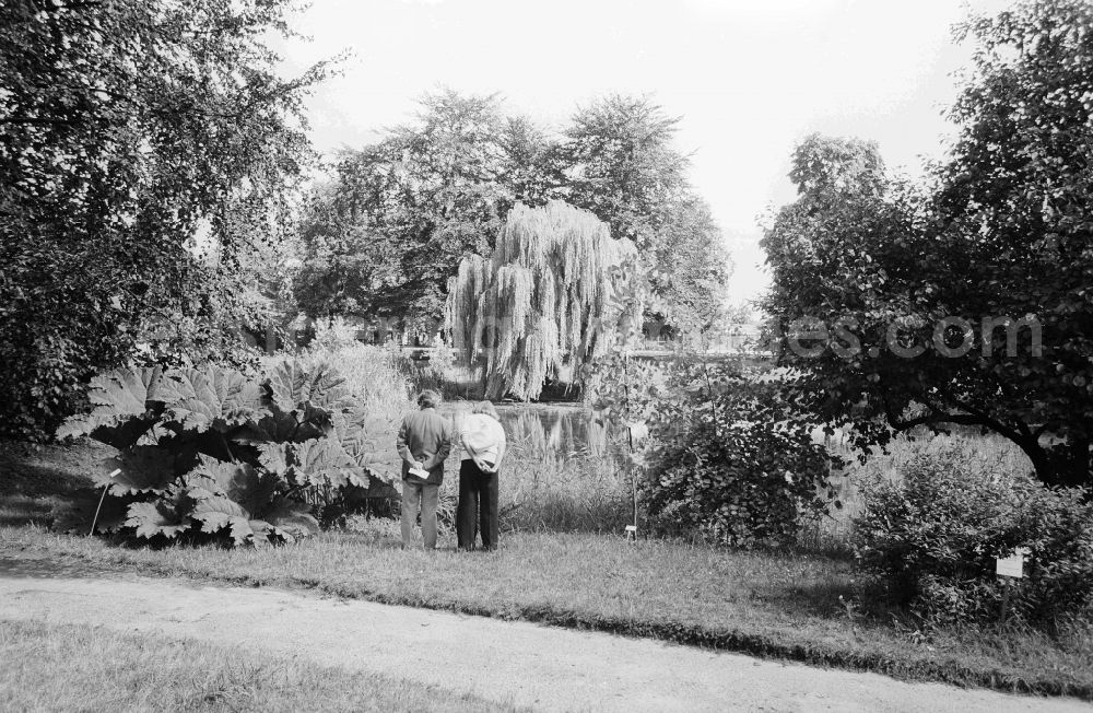 GDR image archive: Berlin - Visitor in the park of the Spaeth-Arboretum in Berlin, the former capital of the GDR, German democratic republic. The Arboretum the king's moor which a relic of the earlier vast woodlands of the former Coellnischen moor forms to the south of the Spree lies in the former marshland and moorland. The big pond in the Arboretum accommodates many botanical species