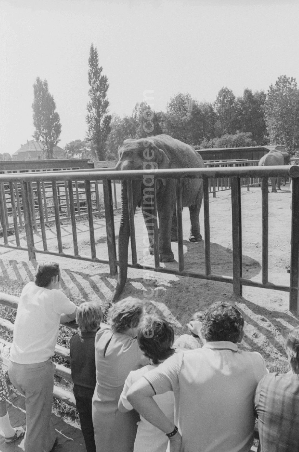 GDR image archive: Berlin - Visitors in the Tierpark Berlin at the elephant enclosure in Berlin, the former capital of the GDR, the German Democratic Republic